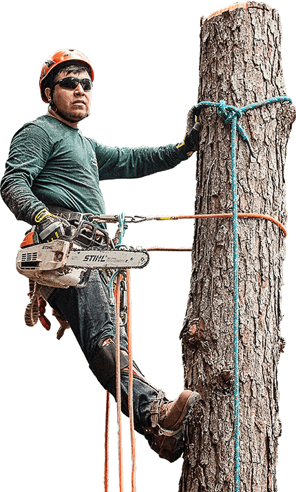 men trimming a tree in chandler az